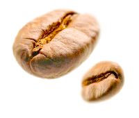SVĚTLE PRAŽENÁ - Druh - Arabika