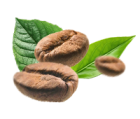 BIO