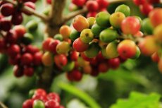 ETHIOPIA ORGANIC